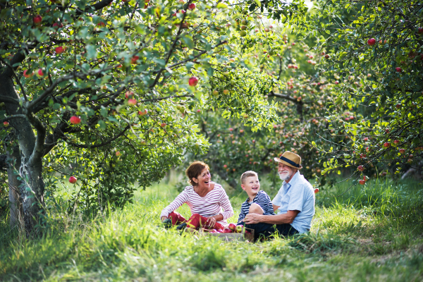 A senior couple with small grandson sitting on grass in apple orchard, laughing.