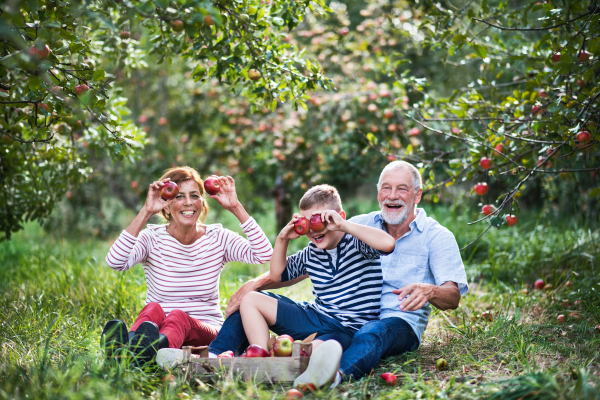 A senior couple with small grandson in apple orchard sitting on grass, having fun.