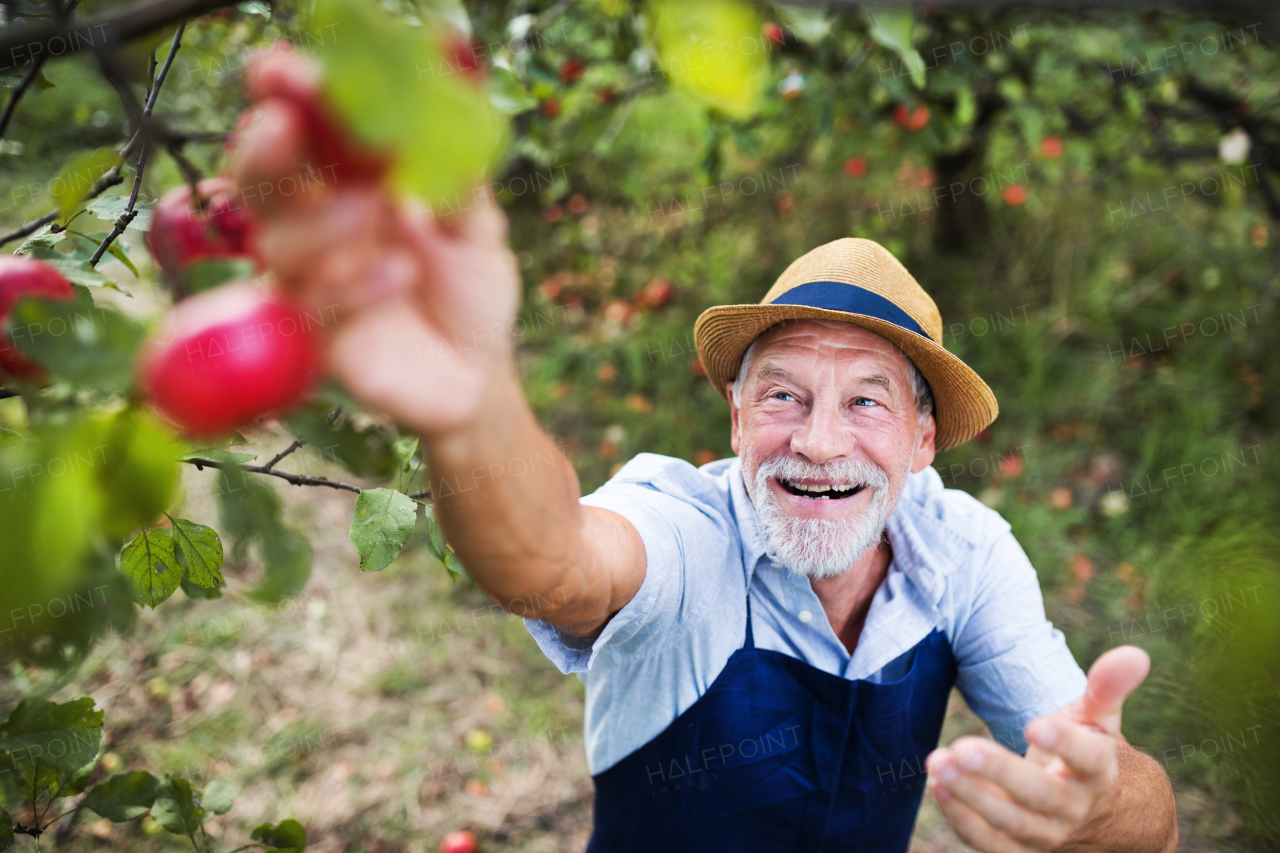 A happy senior man picking apples in orchard in autumn.