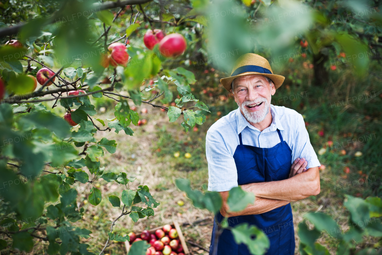 A senior man with a hat standing in apple orchard in autumn, arms crossed.