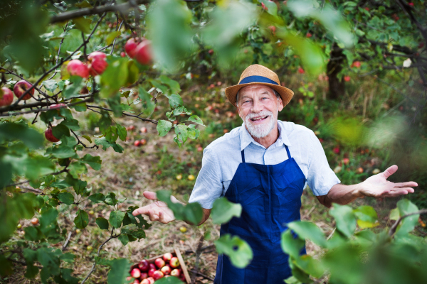 A senior man with a hat standing in apple orchard in autumn, throwing up arms.