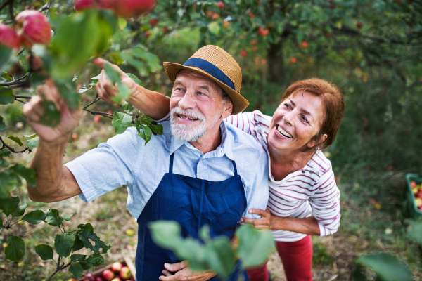 A happy senior couple picking apples in orchard in autumn.