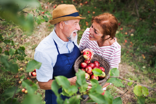 A happy senior couple picking apples in orchard in autumn.