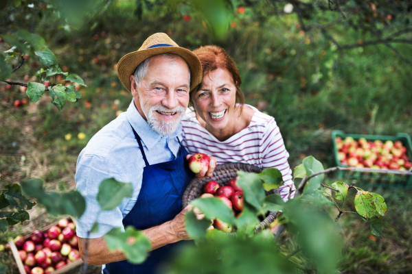 A happy senior couple picking apples in orchard in autumn.