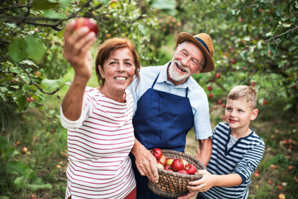 A senior couple with small grandson picking apples in orchard.