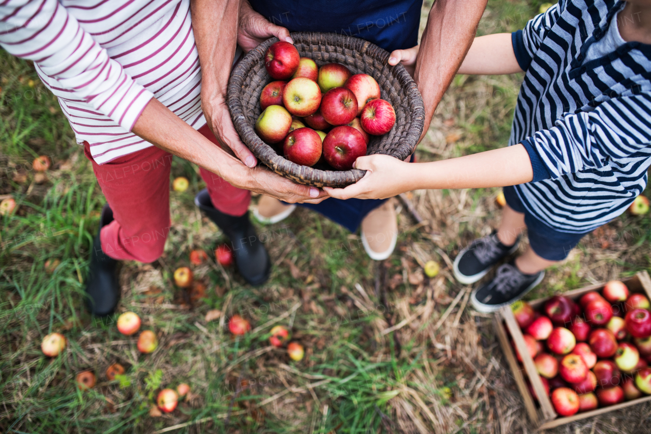 Unrecognizable grandparents with grandson holding a basket full of apples in orchard. Top view.