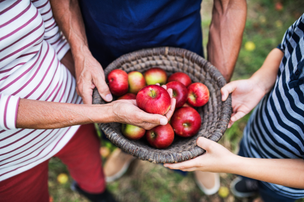 An unrecognizable senior people holding a basket full of red apples in orchard.