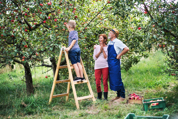 A small boy with his senior gradparents picking apples in orchard.