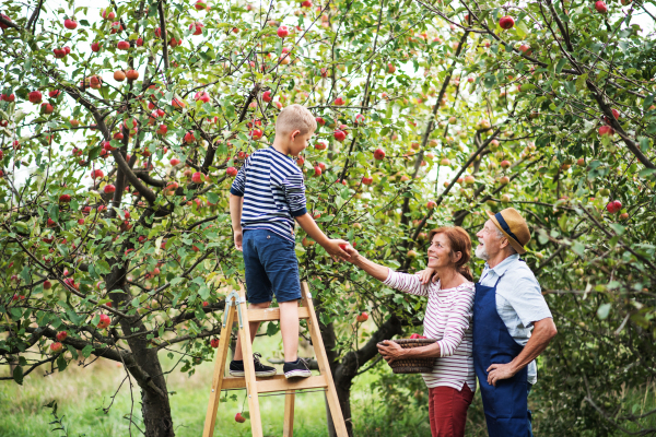 A small boy with his senior gradparents picking apples in orchard.