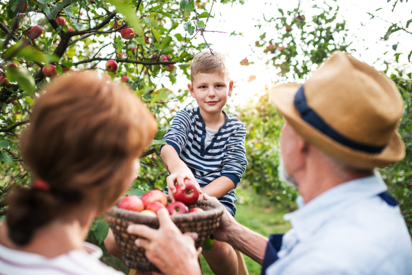 An unrecognizable senior couple with small grandson picking apples in orchard.