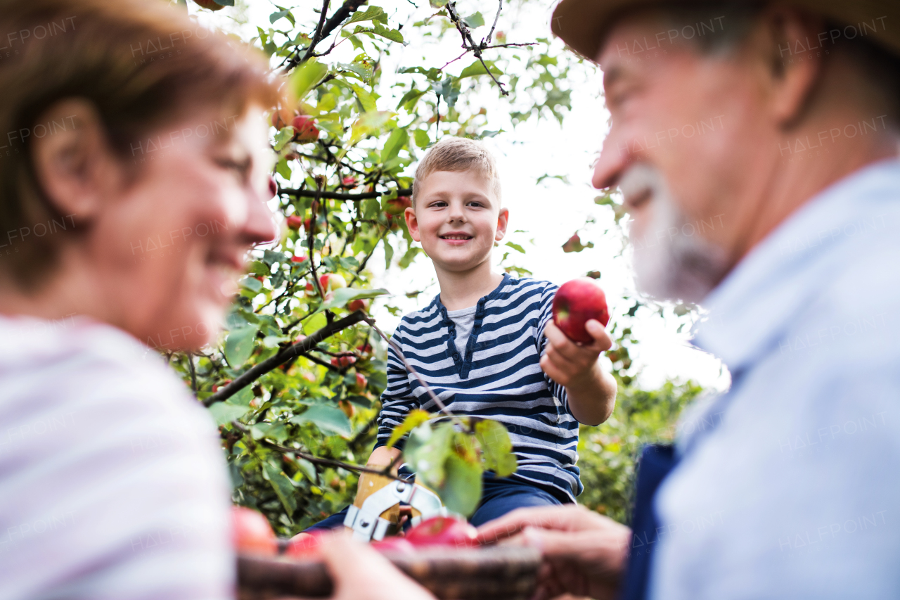 A close-up of senior couple with small grandson picking apples in orchard.