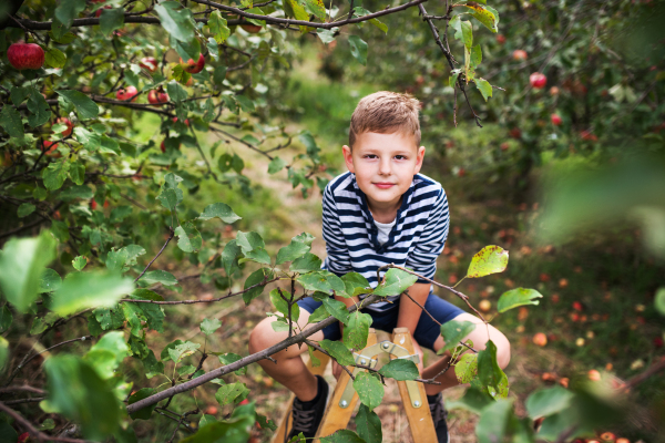 A small boy picking apples in orchard, sitting on the top of a wooden ladder.