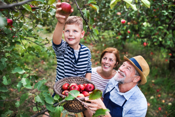 A top view of senior couple with small grandson picking apples in orchard.