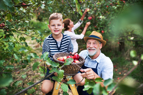 A small boy with his senior gradparents picking apples in orchard.