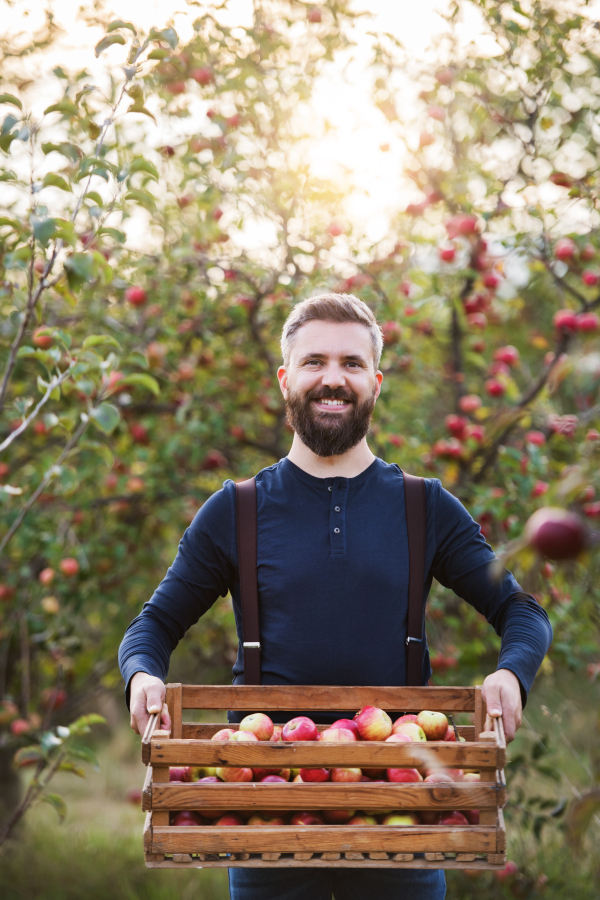 A happy mature man standing in orchard in autumn, holding a box full of apples.