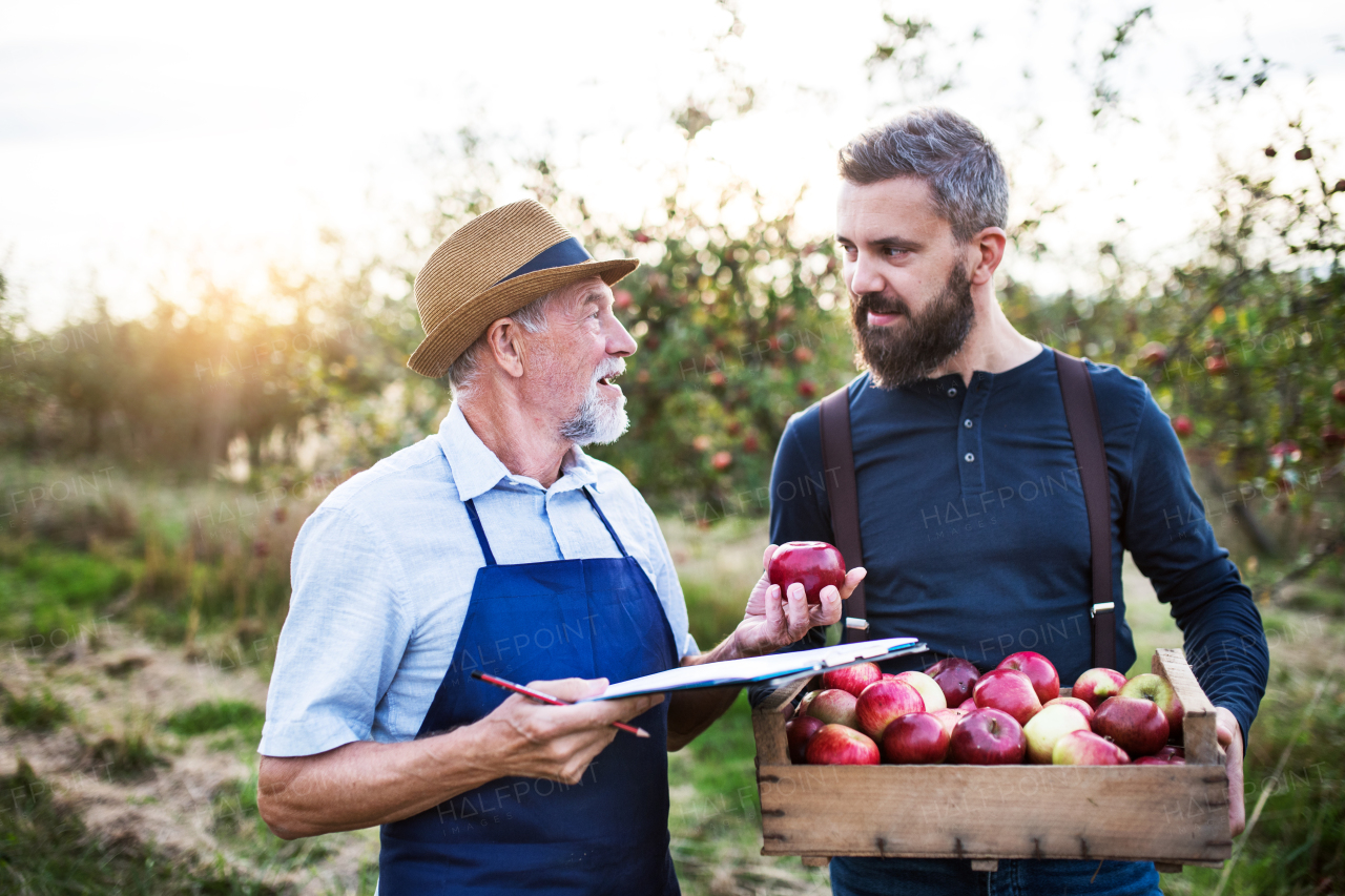 A senior man with adult son picking apples in orchard in autumn, checking quality.