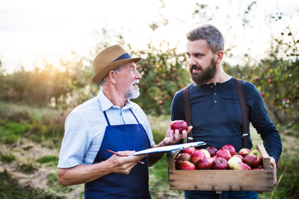 A senior man with adult son picking apples in orchard in autumn, checking quality.