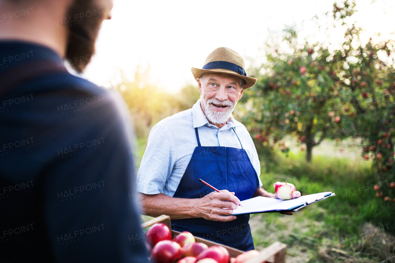 A senior man with unrecognizable son picking apples in orchard in autumn.