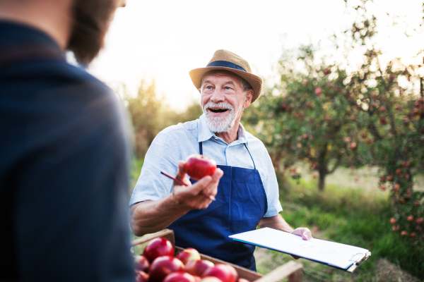 A senior man with unrecognizable son picking apples in orchard in autumn.