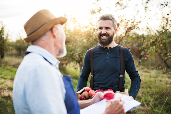 A senior man with adult son picking apples in orchard in autumn, checking quality.