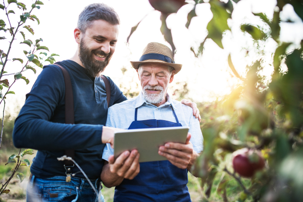 A senior man and adult son with a tablet standing in apple orchard in autumn at sunset.