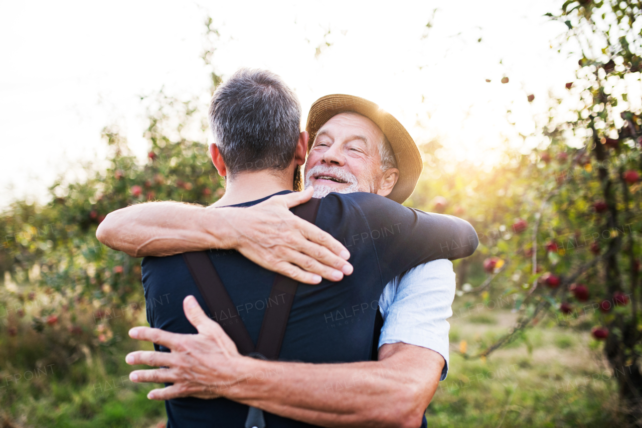 A happy senior man and adult son standing in apple orchard in autumn, hugging.