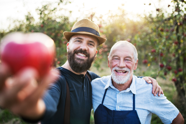 A senior man and adult son standing in orchard in autumn, holding an apple and checking quality.