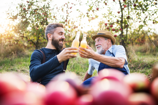 A senior man with adult son holding bottles with cider in apple orchard in autumn at sunset.