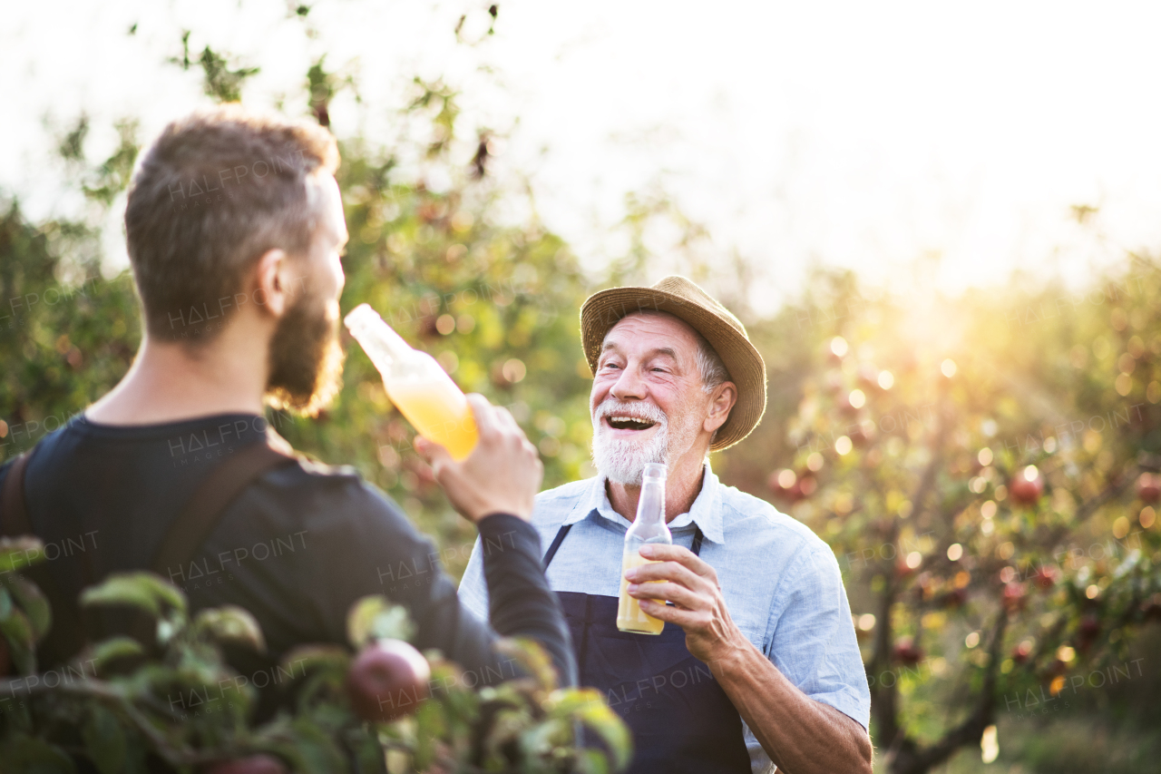 A senior man with adult son holding bottles with cider in apple orchard in autumn at sunset.