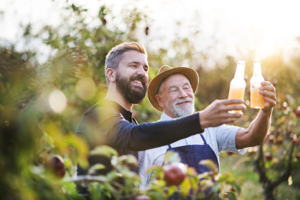 A senior man with adult son holding bottles with cider in apple orchard in autumn at sunset.