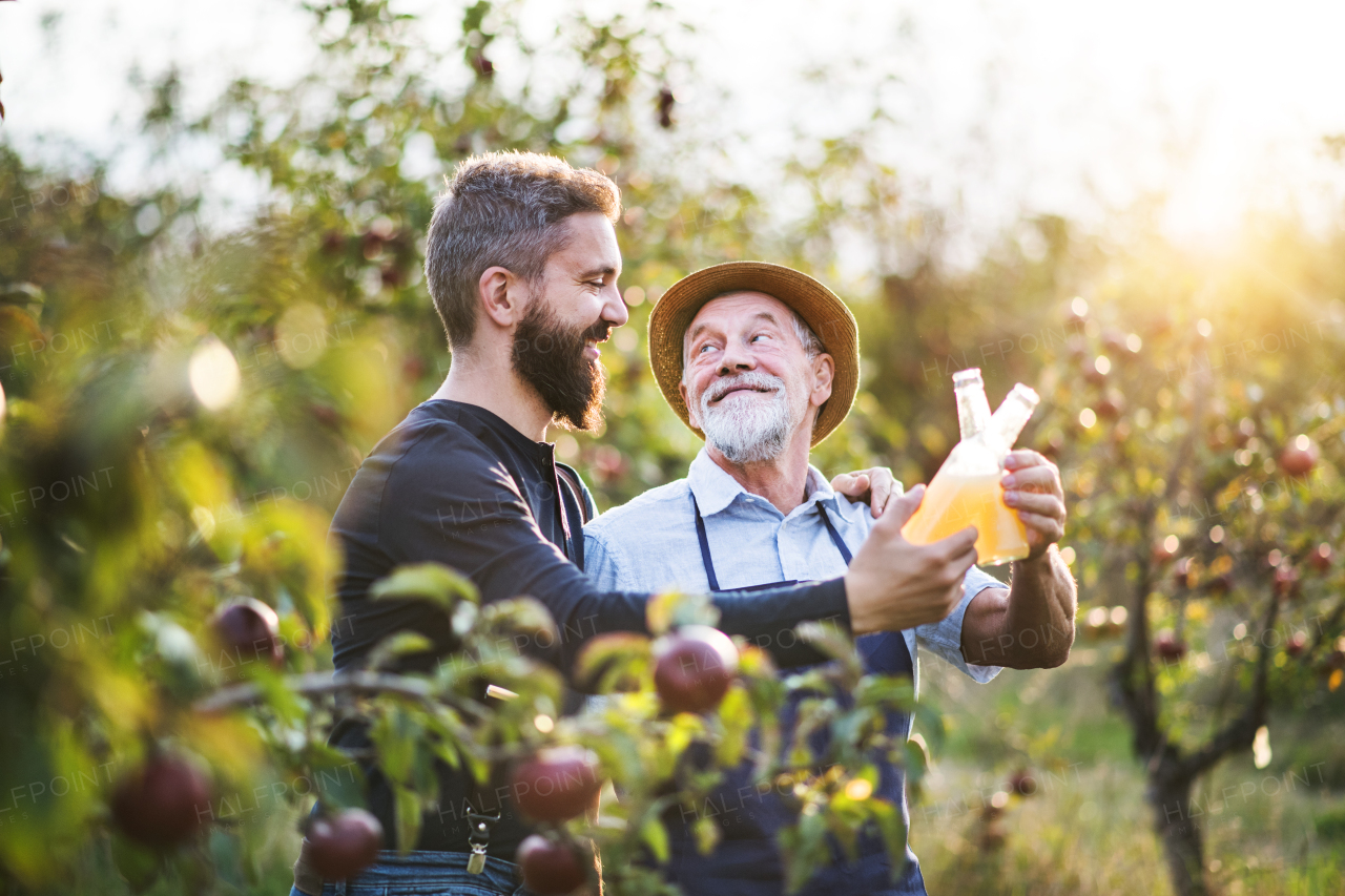 A senior man with adult son holding bottles with cider in apple orchard in autumn at sunset.