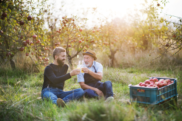 A senior man with adult son holding bottles with cider in apple orchard in autumn at sunset.