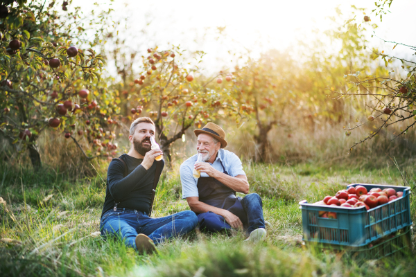 A senior man with adult son drinking cider in apple orchard in autumn at sunset.