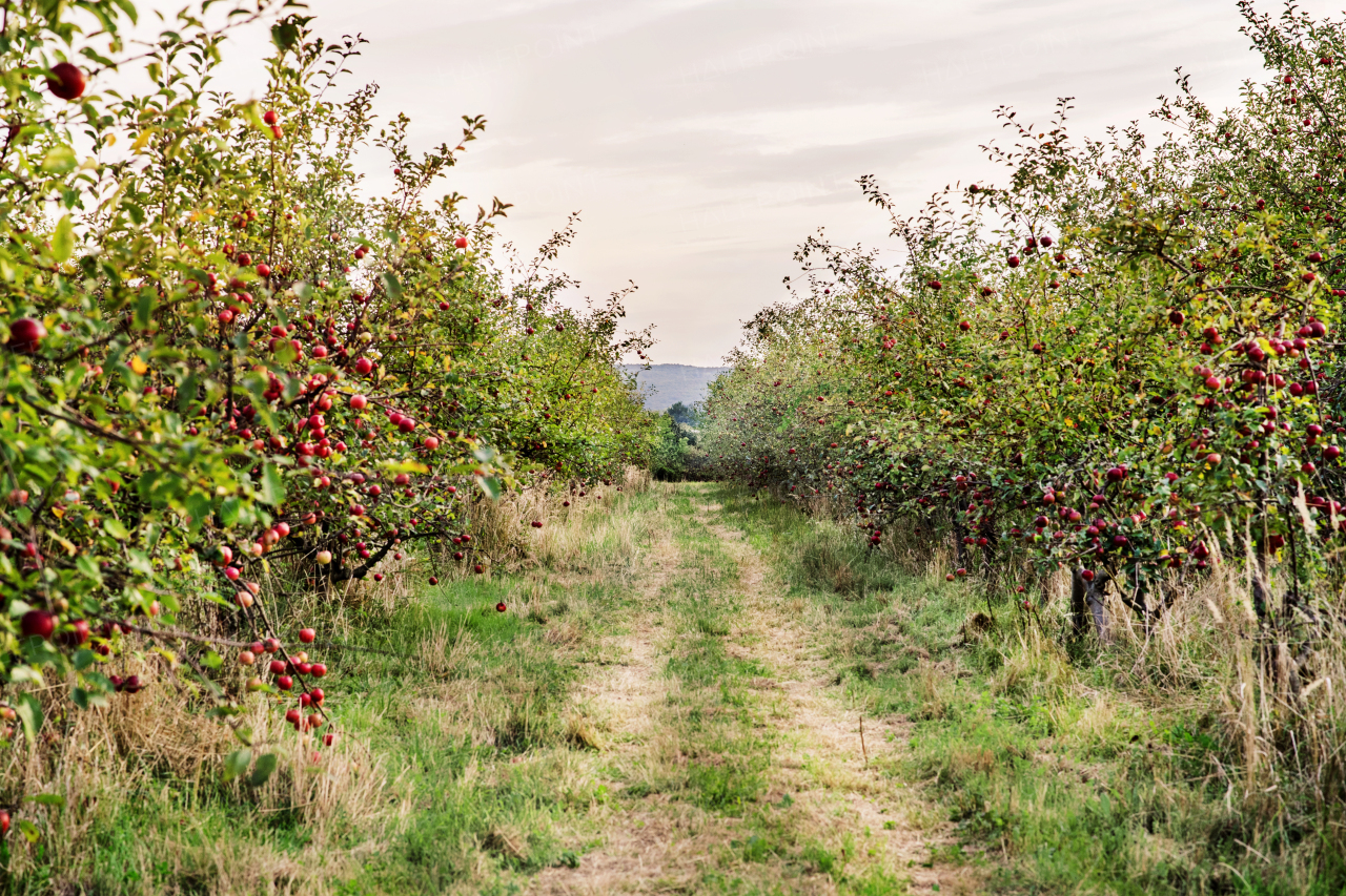 Ripe apples on trees in autumn. A path or road through an orchard.