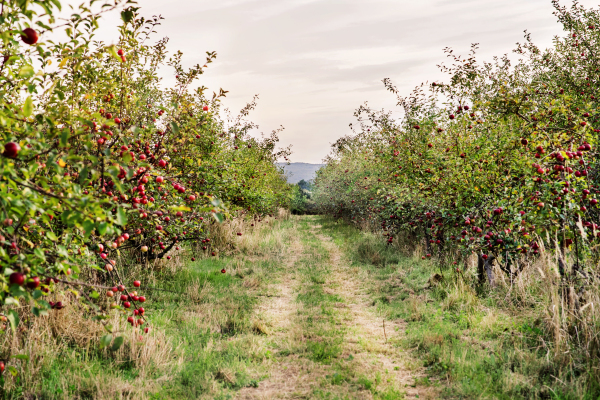 Ripe apples on trees in autumn. A path or road through an orchard.