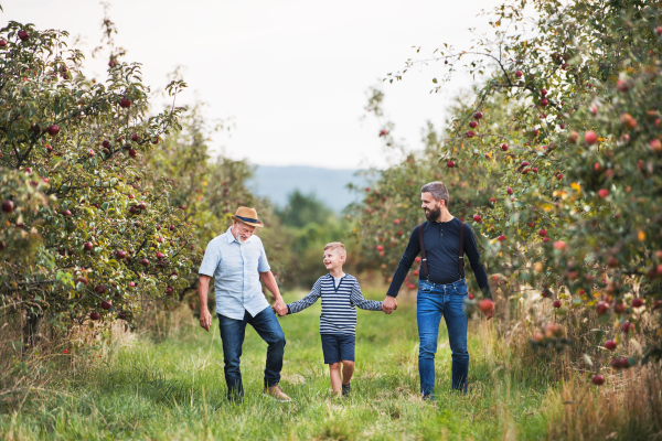 A small boy with father and senior grandfather walking in apple orchard in autumn, holding hands.