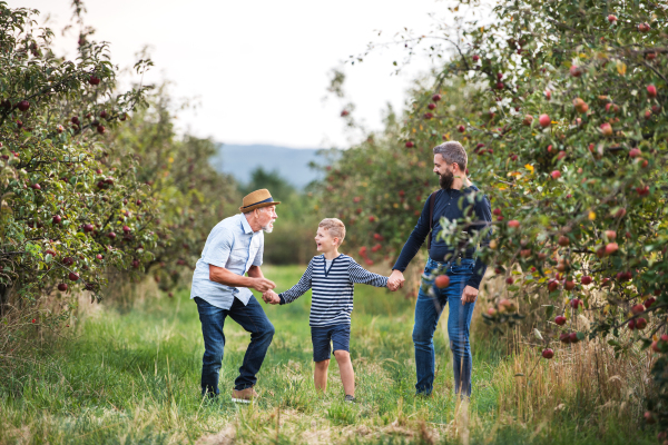 A small boy with father and senior grandfather walking in apple orchard in autumn, holding hands.