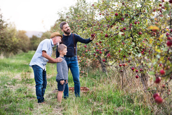 A small boy with father and senior grandfather picking apples in orchard in autumn.