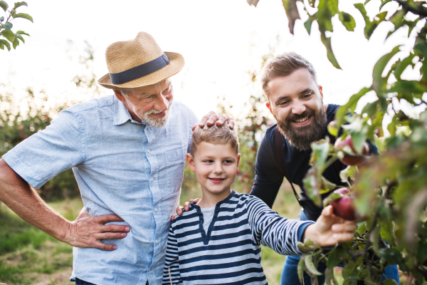 A small boy with father and senior grandfather picking apples in orchard in autumn.