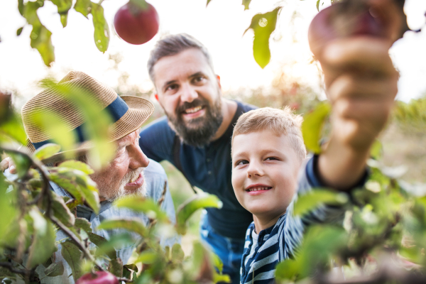 A small boy with father and senior grandfather picking apples in orchard in autumn.