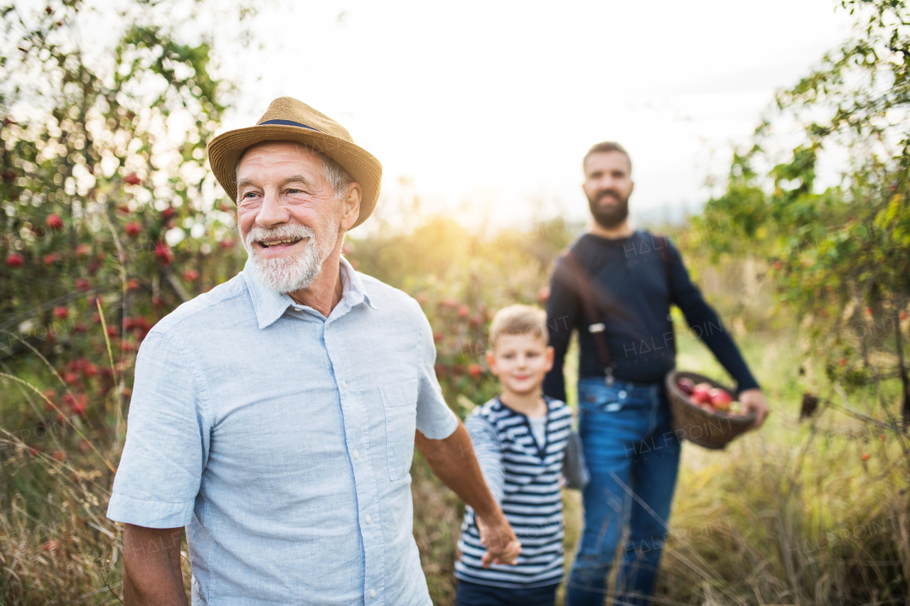 A small boy with father and senior grandfather walking in apple orchard in autumn, holding hands.