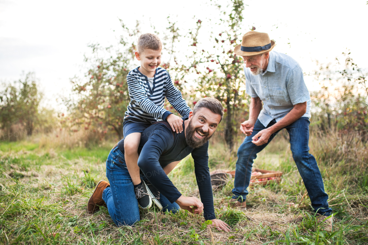 A small boy with father and grandfather in apple orchard in autumn, having fun.