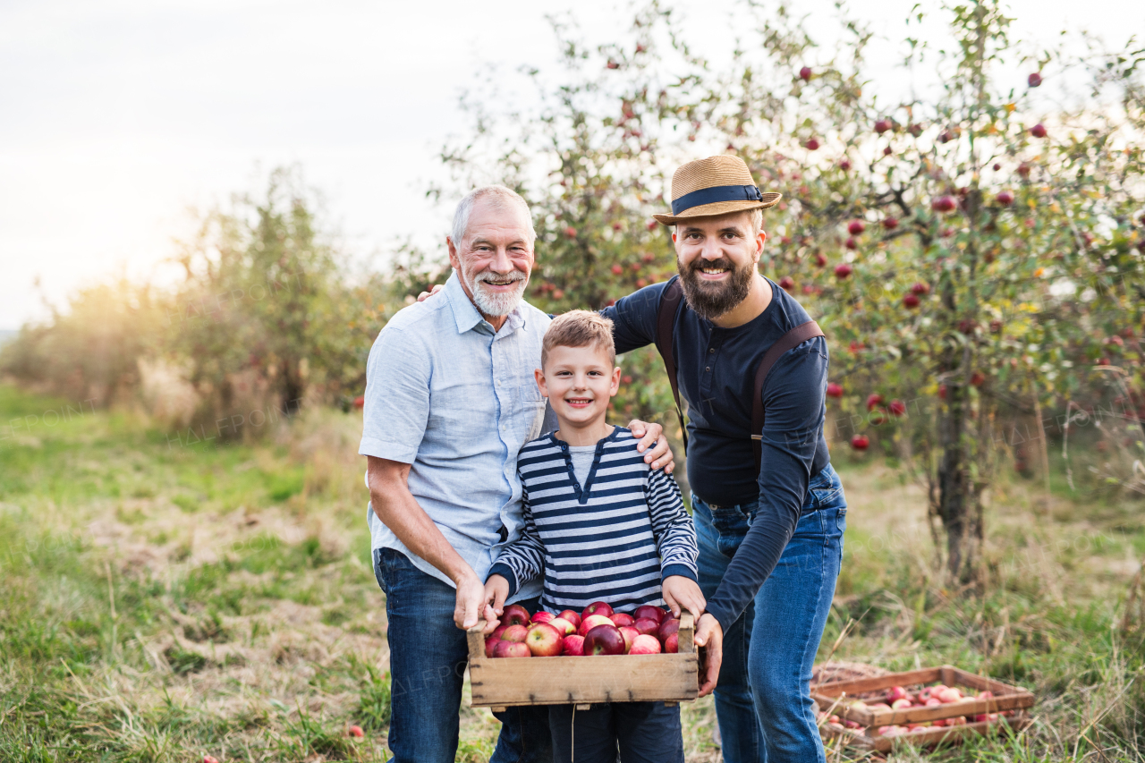 Small boy with father and grandfather standing in orchard in autumn, holding a box of apples.