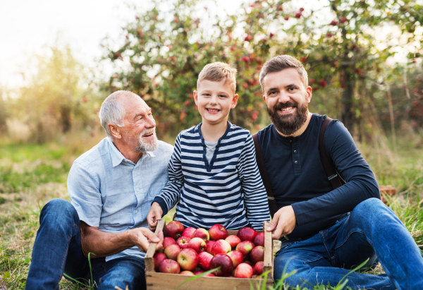 A small boy with father and senior grandfather with box of apples sitting on the ground in orchard in autumn.