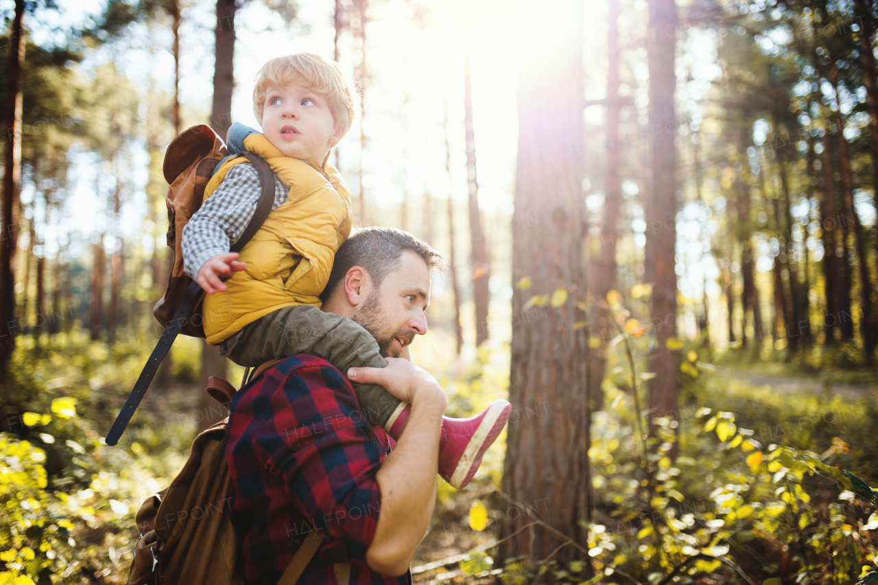 A mature father giving a toddler son a piggyback ride in an autumn forest on a sunny day.