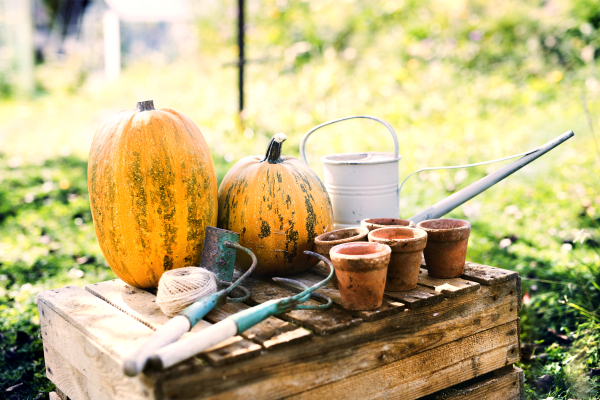 Composition of vegetables, garden tools and flower pots in the garden. Close up.