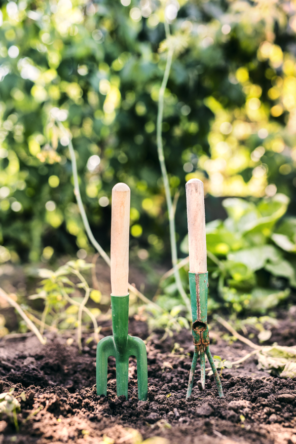 Close up of garden tools in the garden. Hand fork and a cultivator stuck in the ground. Close up.