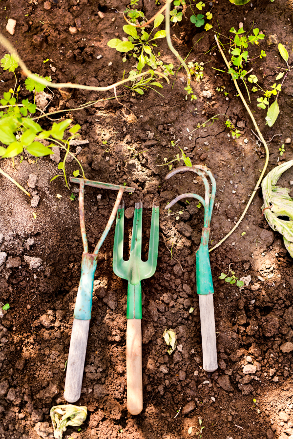 Close up of garden tools in the garden. Hand fork, hoe and cultivator on the ground. Close up.