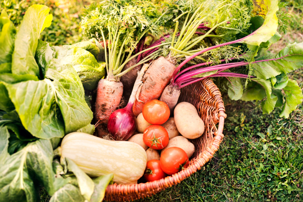 Basket full of fresh vegetables in the backyard garden.