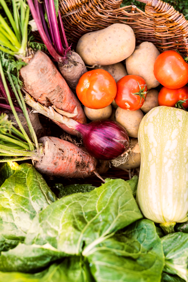 Basket full of fresh vegetables in the backyard garden. Top view.